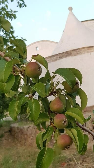 Podere Del Gelso Bianco, Vacation Rental Ostuni Exterior photo